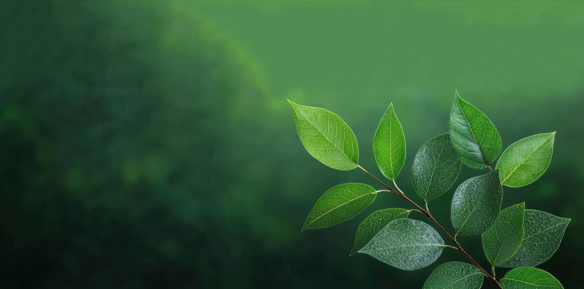Eucommia Extract Китай